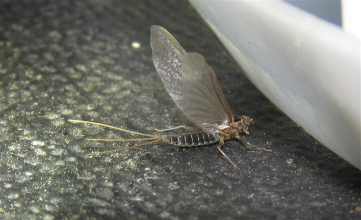 Leptophlebiidae: femmina, subimago - da  Mrtola (Portogallo)